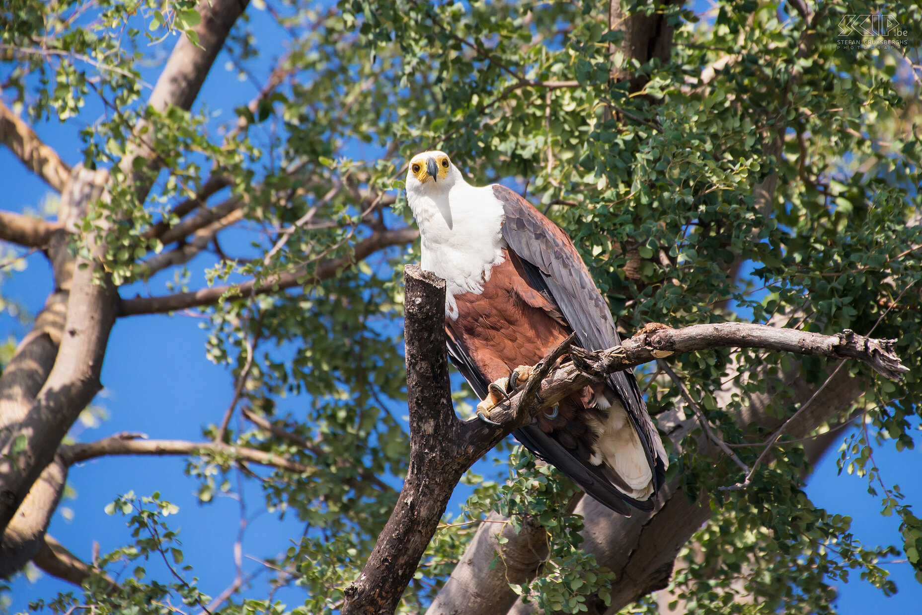 Lower Zambezi - Afrikaanse zeearend De Afrikaanse zeearend (African fish eagle, Haliaeetus vocifer) heeft een witte kop en bruin lichaam en een vleugelspanwijdte van ongeveer 2m. Stefan Cruysberghs